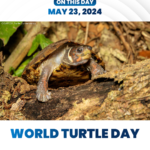 130-World-Turtle-Day